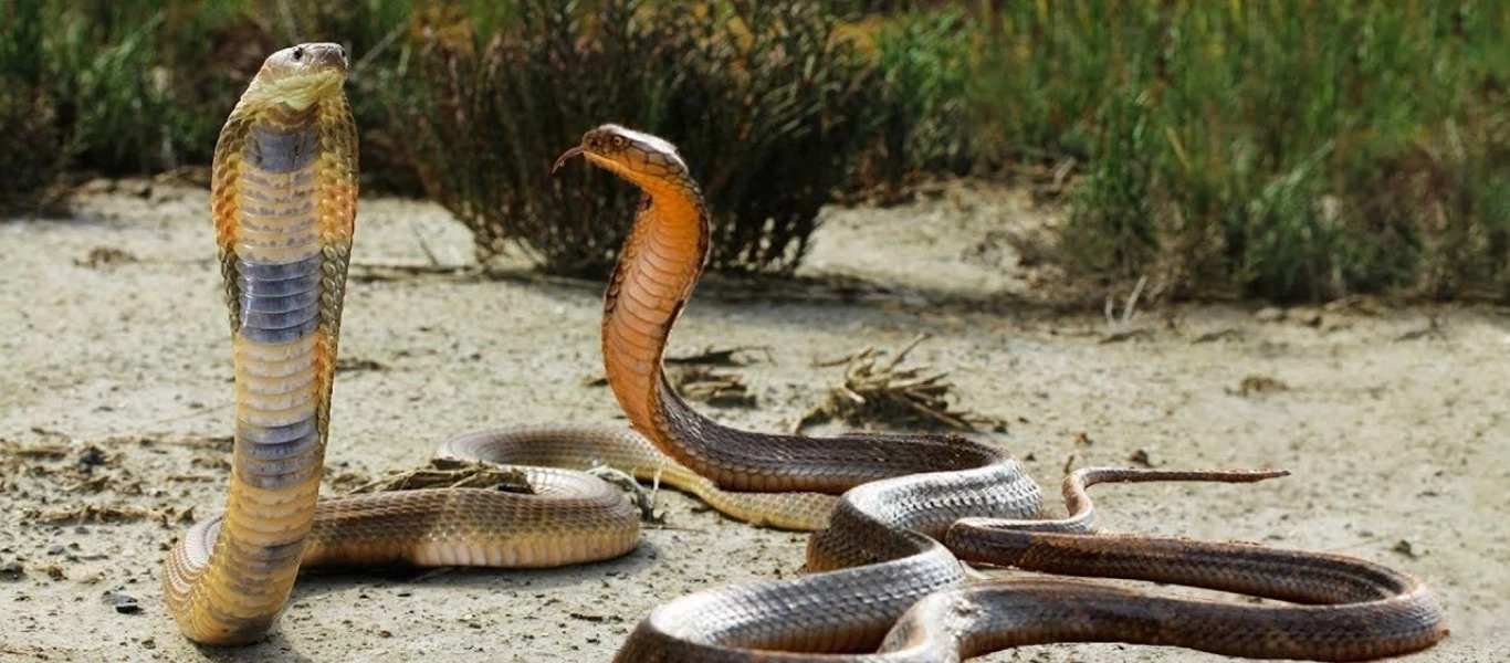 Θανάσιμη μάχη: Κόμπρα εναντίον black mamba - Ποιος θα κερδίσει (βίντεο)